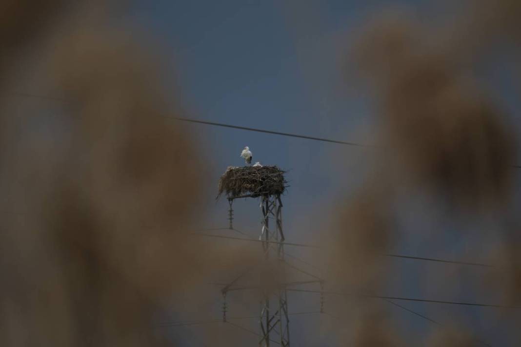 O kentte yüksek gerilim hattı direklerinde şoke eden görüntüler! 5 bin kilometre yoldan geldiler 9